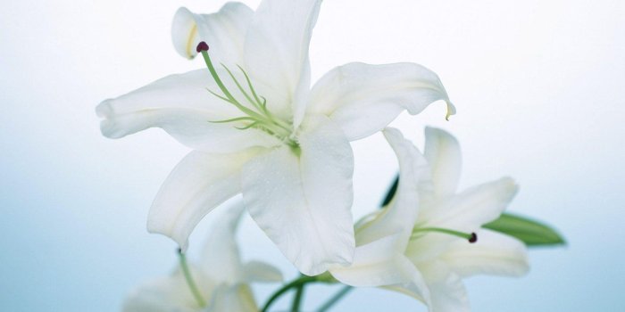 1600x1200 Lily Flower Wallpapers - Top Free Lily Flower Backgrounds