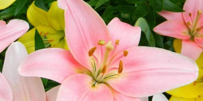 720x1280 Hd Colorful Lily Flower Sony Xperia Wallpapers - Hd Lily Flower