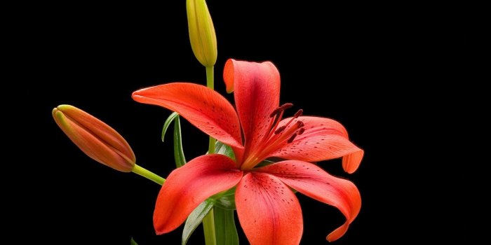 1600x1100 Lily Flower Wallpaper #4933X1X (1600x1100) - Picserio.com