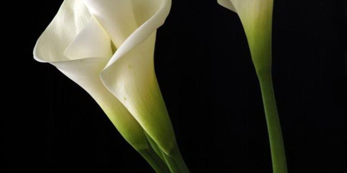 1099x1100 Free download Beautiful Wallpapers calla lily flowers wallpaper