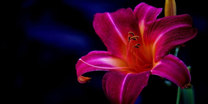 2560x1600 Purple lily wallpaper - Flower wallpapers - #40633