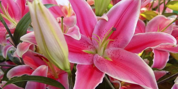 2560x1600 Lily Flower Wallpaper 8655 : Wallpapers13.com