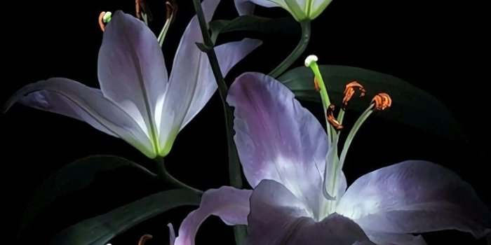 1080x1920 iPhone Wallpaper | Flower, Flowering plant, Lily, Plant, Petal, Purple