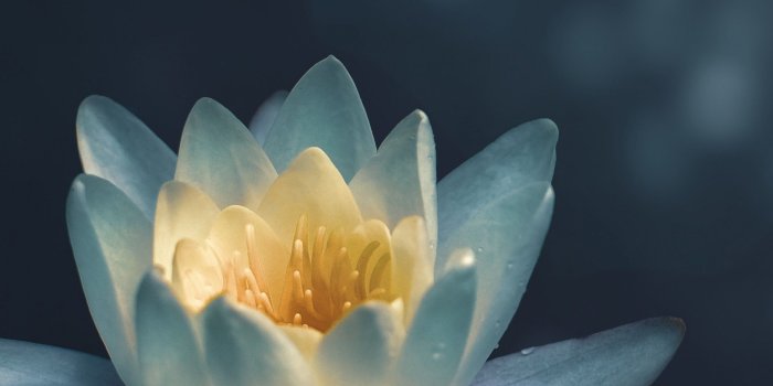 2160x3840 Wallpaper lily, white, flower, 5K, Nature #20032