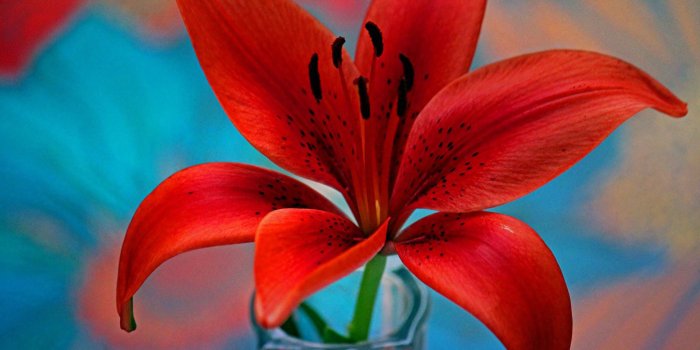 3840x2400 Red Lily Flower Wallpaper For Desktop Hd 3840x2400 : Wallpapers13.com
