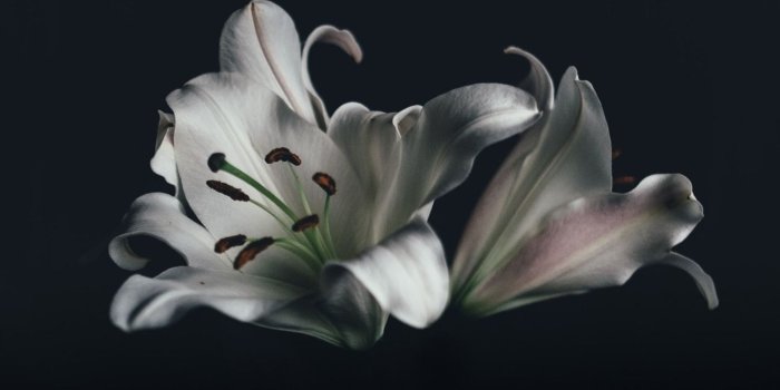 1441x1920 White Oriental Lily Flower Wallpaper – Coolwallpapershub