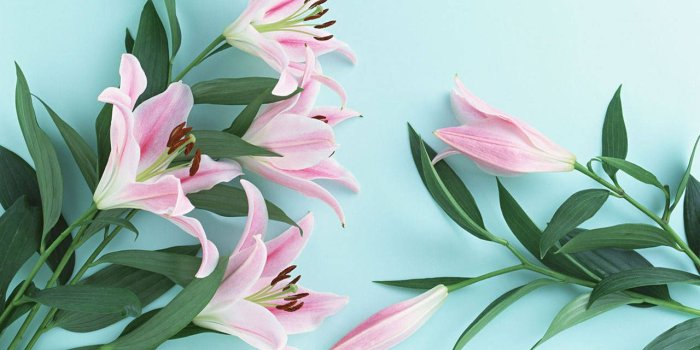 1280x800 Lily Flower Wallpaper - Lilium Flower Wallpaper Hd - 1280x800