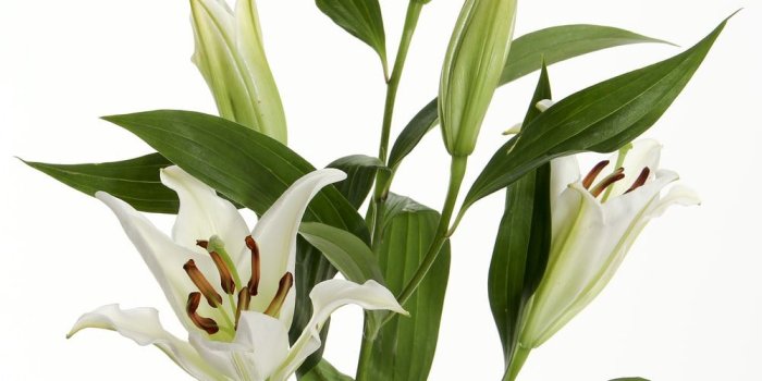 1000x1500 100+ Lily Pictures | Download Free Images on Unsplash