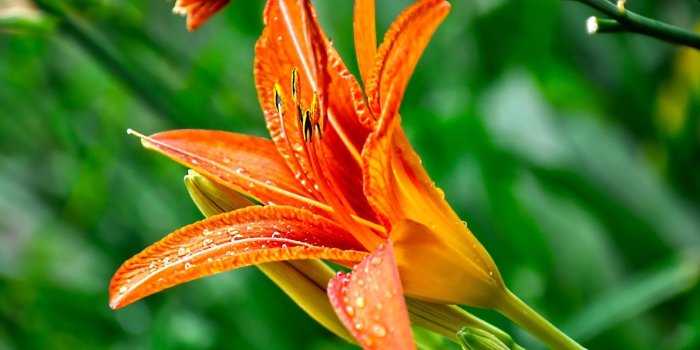1920x1080 Download wallpaper 1920x1080 lily, flower, drops, green, close-up