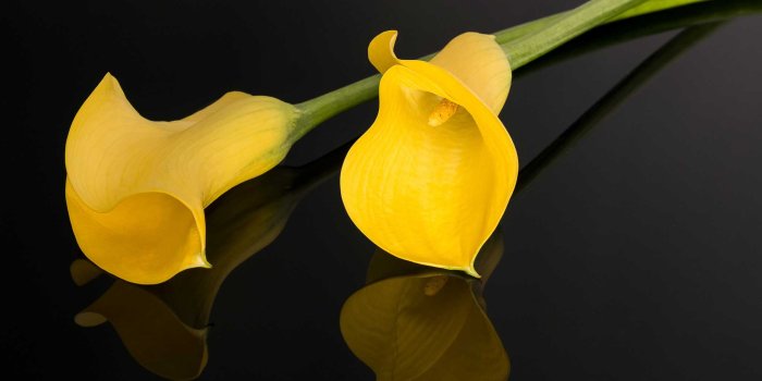 2048x1365 Calla Lily Flower Hd Wallpapers - Yellow Calla Lilies Black