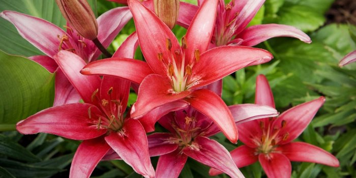 1920x1200 Lily Flowers Wallpaper 30783 1920x1200px