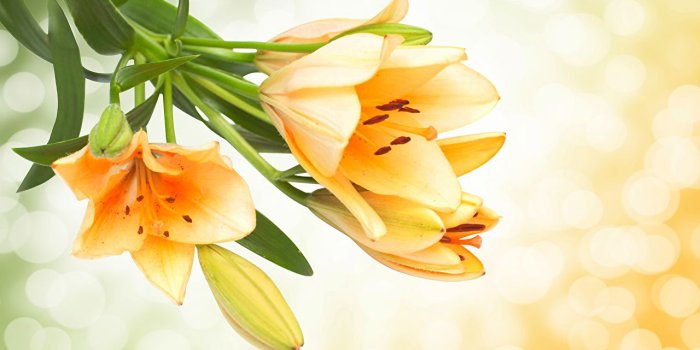 1280x851 Desktop Wallpapers Yellow lilium Flowers Flower-bud