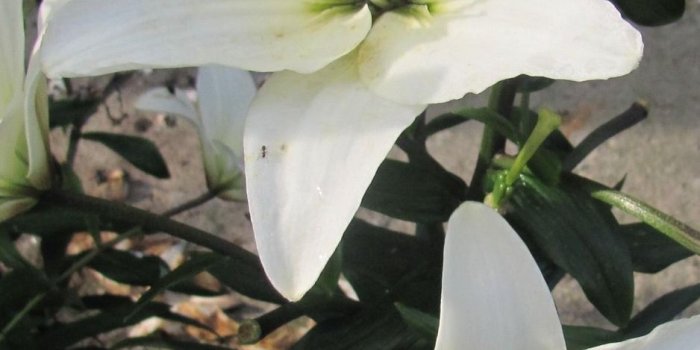 938x1668 Download wallpaper 938x1668 lily, flowers, white, flowerbed, bud