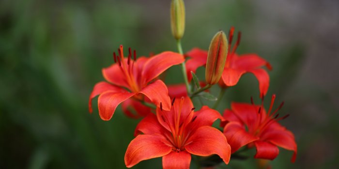 3840x2160 Wallpaper Red lily flowers bloom 3840x2160 UHD 4K Picture, Image