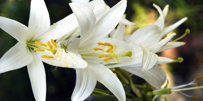 2560x1600 Lily Flower wallpaper | 2560x1600 | #51687