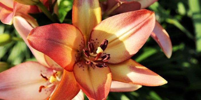 2560x1600 Gorgeous Lily Flower Wallpaper #6796783