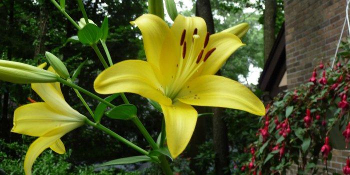 1600x1200 Lily flower photos wallpaper