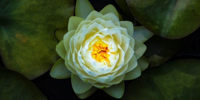 3840x2400 Download Yellow, bloom, water lily, flower wallpaper, 3840x2400