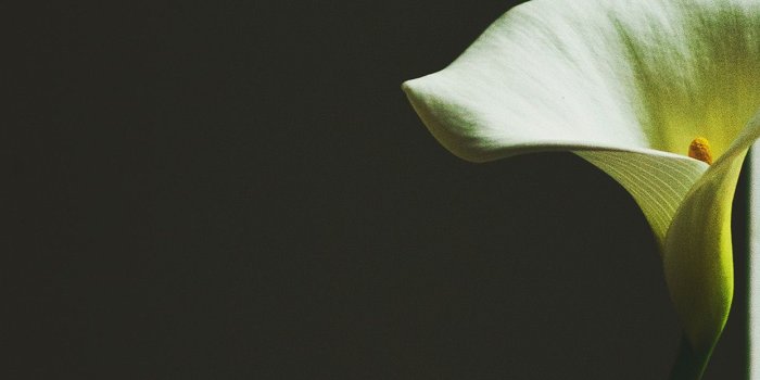 1242x2208 Lily Flower Minimal Simple Green Nature Android wallpaper