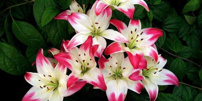 1920x1200 Lily Flower Wallpapers - Top Free Lily Flower Backgrounds