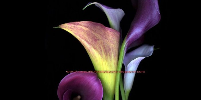 1024x768 Free download paulbarford heritage the ruth calla lily flowers