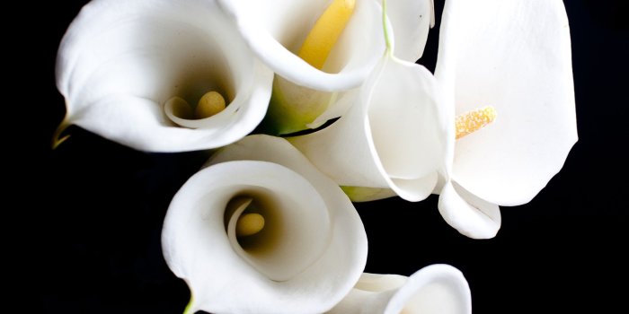 1800x2700 White calla lily flower close-up 52016 - Flowers photo - Flowers