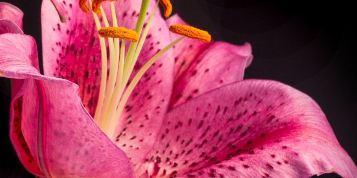 1080x1920 Stargazer Lily Wallpaper (57+ images)