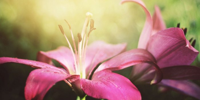 1920x1080 Cool Pink Lily Flower HD Wallpapers - Wallpaper Stream