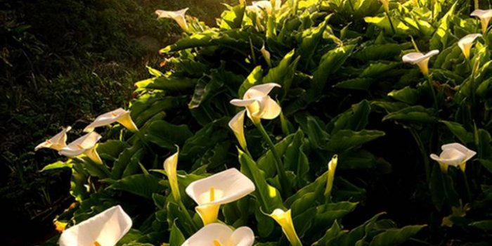 720x1280 Earth/Calla Lily (720x1280) Wallpaper ID: 722584