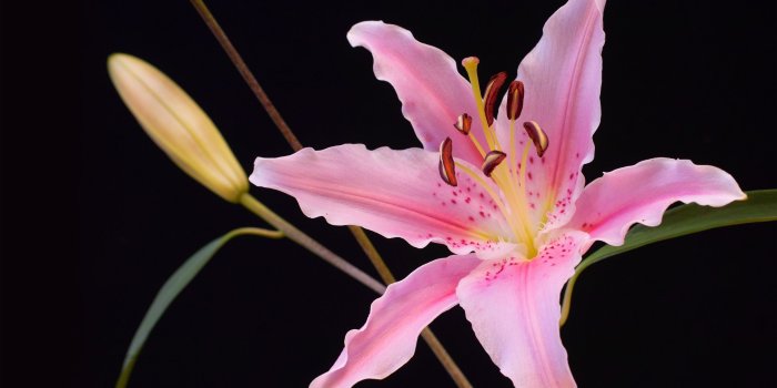 2560x1600 Lily Flower Images | Top Collection of different types of flowers