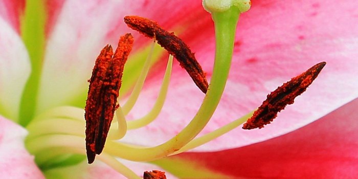 1440x2560 Pink Stargazer Lily Wallpaper - iPhone, Android & Desktop