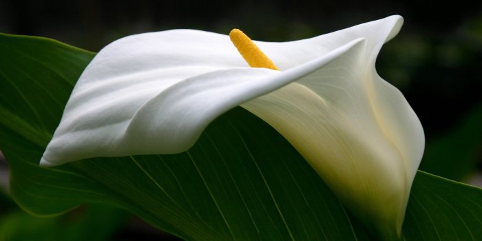 2560x1600 38 Calla Lily HD Wallpapers | Background Images