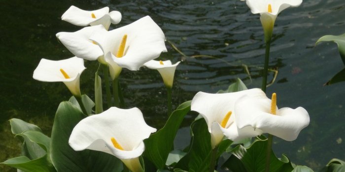 1024x768 Arum Lily Flower Hd - 1024x768 Wallpaper - Ecopetit.cat