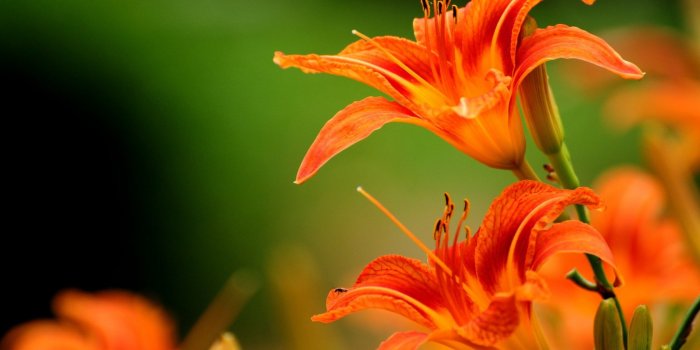 1680x1050 Beautiful Orange Lily Flower HD Wallpaper | PaperPull