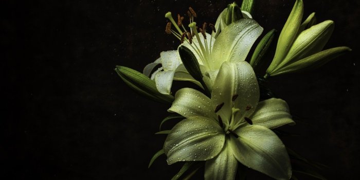 1332x850 Wallpaper drops, macro, night, Rosa, Lily, Flower, Rain, Yellow