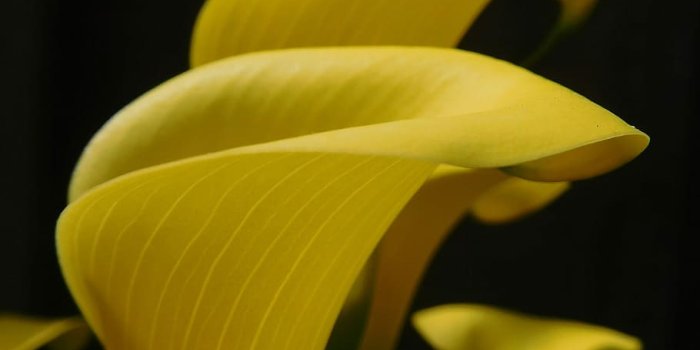 910x1213 HD wallpaper: Calla Lily, Lily, Flower, Yellow, Plant, black