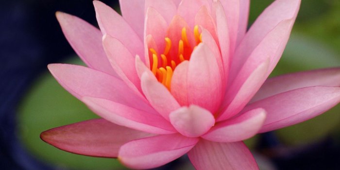 1280x1024 1280x1024 Lily Flower 1280x1024 Resolution HD 4k Wallpapers