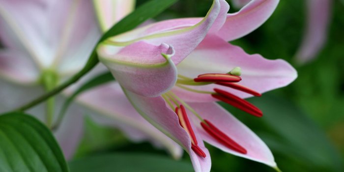 1920x1200 Free download Lily Flower wallpaper 770322 [1920x1200] for your