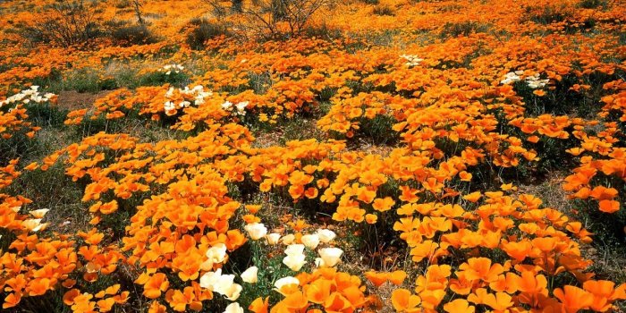 1280x960 Mexican Gold Poppies Wallpaper Flowers Nature Wallpapers in jpg