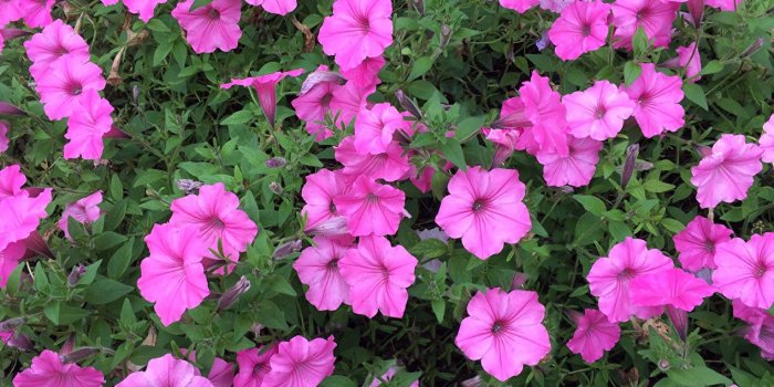 1269x1024 Wallpapers Pink Color Flowers Petunia - Mexican Petunia (#1054198