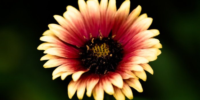 1920x1200 Mexican Blanket Flower - Free wallpapers