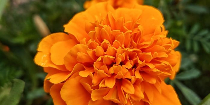 910x1213 1024x600px | free download | HD wallpaper: orange, flower, plant