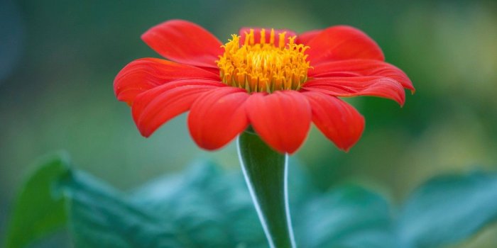 1332x850 Wallpaper flower, macro, nature, petals, Mexican sunflower