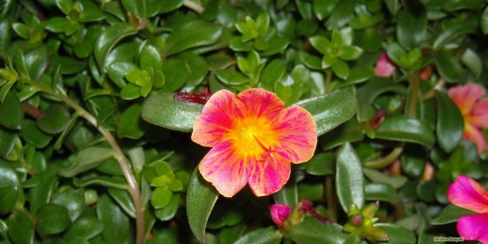 2560x1440 Portulaca Grandiflora flowers - Barbara's HD Wallpapers