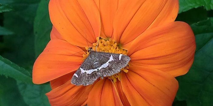 910x1004 HD wallpaper: Moth, Butterfly, Insect, flower, mexican sunflower