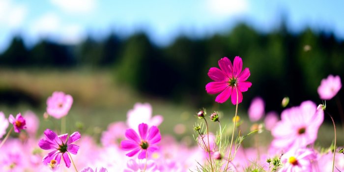 1920x1080 Mexican aster flowers wallpaper | 1920x1080 | #30990