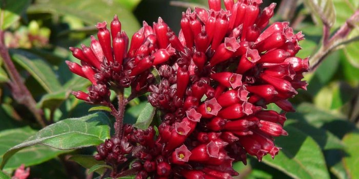 910x1213 HD wallpaper: Mexican Hammerstrauch, Cestrum Elegans, red