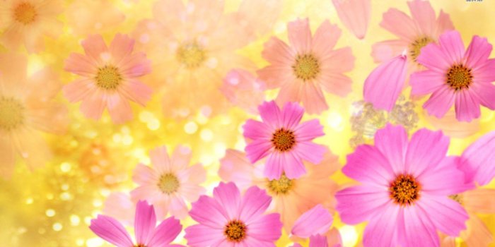 1600x890 Aster Flower Wallpaper | Zoom Wallpapers