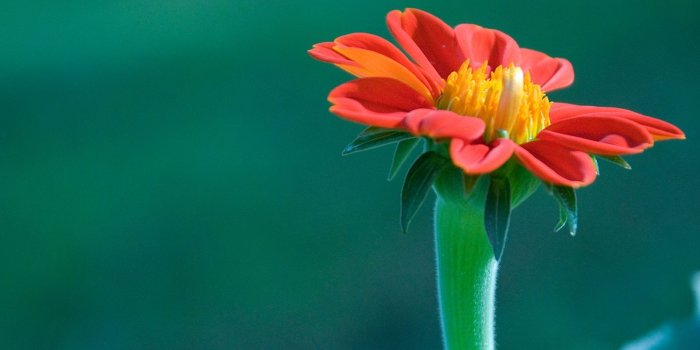 1440x900 Mexican Torch Flower Mexico Mexican Torch Flower (Tithonia