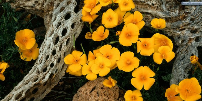 1920x1080 Mexican Goldpoppies, Oregonpipe Cactus National Monument, Arizona